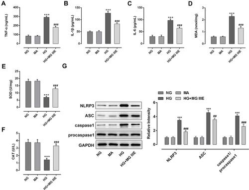 Figure 2 MG IIIE alleviated inflammation and oxidative stress of HG-induced podocytes. The contents of inflammatory factors including (A) TNF-α, (B) IL-1β and (C) IL-6 were examined using ELISA kits, respectively. The level of (D) MDA and the activities of (E) SOD and (F) CAT were assessed using commercially available kits, respectively. (G) Western blot analysis was employed to measure the expression of MCP-1, NLRP3, ASC and caspase1 proteins. ***P<0.001 vs. MA; ##P<0.01, ###P<0.001 vs. HG.