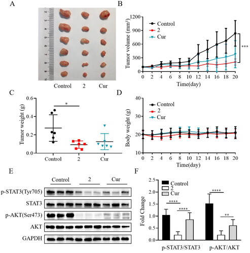 Figure 6. Compound 2 reduced tumour growth in the SGC-7901 mouse xenograft model. (A) Gross morphology of tumours excised from each group of mice 20 days after treatment. (B) Tumour volume assessment illustrating the inhibitory effect of compound 2 (15 mg/kg) on tumour growth compared to curcumin (cur) (20 mg/kg) or vehicle (control). (C) The average weights of xenograft tumours at the end of treatment. (D) Body weight changes observed during the 20-day dosing period. (E–F) The protein expression levels of p-STAT3, STAT3, p-AKT, and AKT in tumour tissues. *p < 0.05, **p < 0.01, ***p < 0.001, ****p < 0.0001.