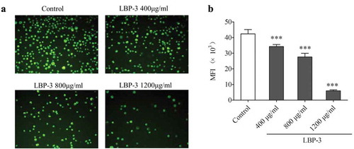 Figure 4. Effect of LBP-3 on H22 cells MMP. After being treated with LBP-3 (400–1200 μg/mL) for 48 h, cells were stained with Rho123 and observed in fluorescence microscopy with ×200 magnification (A). The Rho123 MFI of cells was measured by flow cytometry (B). Results of MMP are presented as mean of Rho123 MFI. Values were shown as the means ± SD of three replicates (n = 3). ***P<0.001, compared with the control group.