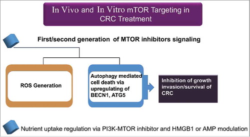 Figure 14. MTOR targeting strategies in in vitro and in vivo models for CRC therapy. All chemical compounds, drugs, and inhibitors have been introduced in the section “Anticancer potential of MTOR inhibitors.”