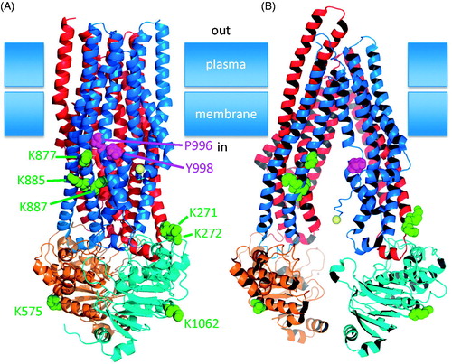 Figure 2. Cartoon representation of two conformations of ABCB1. (A) Homology model based on Sav1866 (pdb 2HYD) from S. aureus. (B) Model of mouse Abcb1a (pbd 35GU). In each case the domains are coloured from the amino terminus as follows: TMD1, red; NBD1, orange; TMD2, blue; NBD2, cyan. The side chains of the putative NEDD4-1 binding motif (PxY) are shown as magenta spheres (P996 and Y998). The ubiquitinated lysines are shown as green spheres. The linker region linking NBD1 to TMD2 could not be modelled in either conformation therefore the precise position of K685 is not known but must be close to the first resolved residue in the amino-terminal region of TMD2, which in the closed conformation is W698, and in the open conformation is equivalent to L688 of human ABCB1. The C-alphas of W698 and the equivalent of L688 are shown as yellow spheres in the blue domain.