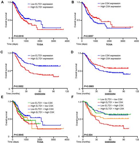 Figure 6 High ELTD1 and Low CSK Expression are Associated with Poor Prognosis of GC Patients. (A, B) Kaplan–Meier analysis of survival probability based on ELTD1 or CSK expression using public data from TCGA database. (C, D) Kaplan–Meier analysis of survival probability based on ELTD1 or CSK expression using public data from GSE62254 in Kaplan–Meier plotter website (http://kmplot.com). (E, F) Kaplan–Meier analysis of survival probability stratified according to ELTD1 and CSK expression using public data from TCGA database and GSE62254.