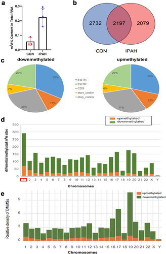 Figure 1. Construction a transcriptome-wide map of m6A mRnas identified in the peripheral blood of healthy controls and IPAH patients. (a) the m6A content in total RNA form the peripheral blood of CON group and IPAH group. (b) Venn diagram showing the number of methylated m6A sites in CON and IPAH. (c) Pie chart showing the proportion of differentially methylated m6A sites in the five transcriptional sequences-5’UTR, 3’UTR, stop codon, start codon, CDs. (d) Bar chart showing the distribution of differentially methylated m6A sites on chromosomes 1–22 and sex chromosomes. (e) Relative density of DMMSs in each chromosome normalized by length of the respective chromosome. Orange, upmethylated m6A sites in IPAH patients; Green, downmethylated m6A sites in IPAH patients.