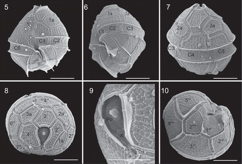 Figs 5–10. Scanning electron micrographs of cysts of French Bysmatrum subsalsum. Fig. 5. Ventral view showing the first apical plate and cingulum displacement. Fig. 6. Left lateral view showing the first three cingular plates (C1, C2 and C3). Fig. 7. Dorsal view showing the separation of plates 2a and 3a. Fig. 8. Apical view showing four apical plates (1′–4′), three anterior intercalary (1a, 2a and 3a) plates and seven precingular plates (1′′–7′′). Fig. 9. Apical pore complex showing the apical stalk emerging from the apical pore, pore plate (Po) and the narrow canal plate (X). Fig. 10. Antapical view showing five postcingular plates (1′′′–5′′′) and two antapical plates (1′′′′, 2′′′′) of unequal size. Scale = 10 μm.