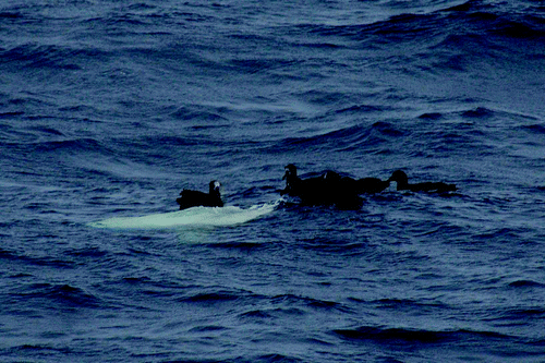 Figure 4. Next to black-footed albatrosses Phoebastria immutabilis, the large ocean sunfish was laying and showing its body (photographed by K.S.).