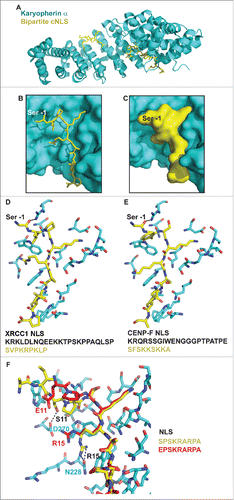 Figure 7. Structural analysis of a bipartite cNLS bound to its nuclear transport receptor karyopherin α. (A) Cartoon representation of the structure of karyopherin α (cyan) with the bipartite cNLS of XRCC1 bound (yellow, shown in stick representation). Note that only the minor and major motif of the bipartite cNLS are ordered in the structure, whereas the linker region is disordered (PDB ID 5E6Q).Citation50 (B-C) Close-up of the binding pocket for the major motif of the cNLS. Karyopherin α is shown in cyan surface presentation and the major motif of the cNLS is shown in yellow, either in stick (B) or in surface (C) representation. The position of the serine residue in −1 position (S268) is indicated (Table 2). (D) Close-up of the binding pocket for the major motif of the NLS. Karyopherin α (cyan) and the NLS (yellow) are shown in stick representation. Only residues of karyopherin α that are within 4 Å of the cNLS are shown. S268 at the −1 position is labeled and a hydrogen bond of its carbonyl oxygen with arginine 238 from karyopherin α is indicated. The sequence of the cNLS is shown below and the portion of the sequence that is resolved in the structure is highlighted in yellow. (E) In this simple structural model, the residues from the XRCC1 NLS in D were mutated in COOTCitation57 with the residues from the cNLS of CENP-F. The sequence of the cNLS is shown below and the portion of the sequence that is resolved in the structure is highlighted in yellow. (F) Structure of the major motif of the cNLS of dUTPase bound to karyopherin α, least-squares superimposed with the structure of the phosphomimetic variant of the cNLS with a S11E mutation in the −1 position (PDB IDs 4MZ5 and 4MZ6).Citation46 Karyopherin α (cyan) and the major motif of the wild-type (wt) cNLS (yellow) are shown in stick representation. Only residues of karyopherin α that are within 5 Å of the wt cNLS are shown. The wt cNLS is overlaid with the structure of the phosphomimetic cNLS with an S11E mutation (red, the structure of karyopherin α is not shown for the mutant). Residues 11 and 15 of mutant (red) and wt (black) cNLS are labeled, and hydrogen bonds formed by S11 and R15 of wt cNLS with residues D270 and N228 of karyopherin α are indicated by black dashed lines. The sequence of the major motif of wt (yellow) and phosphomimetic mutant (red) cNLS is shown on the right.