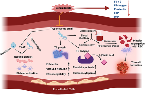 Figure 3 Trypanosoma cruzi factors contributing to hypercoagulability and thrombosis. T. cruzi (all life-cycle stages) releases thromboxane 2 (TXA2), a known activator of platelets, and trans-sialidase (TS) proteins during differentiation from trypomastigote to amastigote form. Endothelial cells (ECs) were susceptible to TS-induced increases in E selectin, VCAM1, and ICAM1 release. The enzymatically active isoform of TS (transfers sialic acid) induced platelet apoptosis and thrombocytopenia. T. cruzi infection–induced changes in blood rheological properties causing abnormal red blood cell (RBC) morphology can contribute to increased RBC-platelet aggregates and thrombi formation and affect smooth blood flow. Treatment with the antiparasite benznidazole was shown to reduce the biomarkers of platelet activation (P-selectin) and hypercoagulation (fibrinogen, prothrombin fragment F1+2, endogenous thrombin potential (ETP), plasmin antiplasmin complex (PAP)) in individuals exposed to acute T. cruzi infection. Figure created using BioRender.