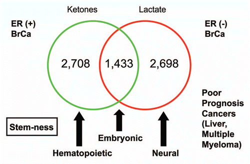 Figure 3 Venn diagrams for the transcriptional overlap between the lactate-induced and ketone-induced transcriptional profiles in MCF7 cells. Transcriptional overlap between the lactate- and ketone-induced gene profiles is shown. Using this approach, ∼1,433 overlapping genes were identified; 2,698 genes were found to be lactate-specific, while 2,708 genes were found to be ketone-specific. Gene set enrichment analysis (GSEA) revealed that all three gene sets (common, lactate-specific and ketone-specific) remained associated with stemness, although differences were noted. The lactate-specific gene profile was most similar to neural stem cells, while the ketone-specific gene profile was most similar to hematopoietic stem cells. The genes commonly upregulated by both lactate and ketones were most similar to embryonic stem cells. Finally, the lactate-specific gene profile also showed significant overlap with two clinical gene signatures that predict poor outcome in liver cancer and multiple myeloma. Associations with ER(+) and ER(−) breast cancers were also noted. See Supplemental Table 3.