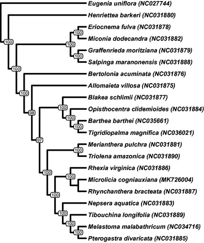 Figure 1. Maximum likelihood phylogeny representing the relationship of Microlicia cogniauxiana and the 19 other species of Melastomataceae for which plastomes are available on GenBank. Phylogeny was inferred with 78 plastid protein-coding genes using GTR + I + G and 1000 bootstrap replicates with best tree replicate log-likelihood of -246361.8409. Eugenia uniflora (Myrtaceae) was used as outgroup.