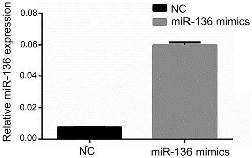 Figure 7. The relative expression of miR-136 in the two groups of cells. The relative level of miR-136 was measured by RT-qPCR.