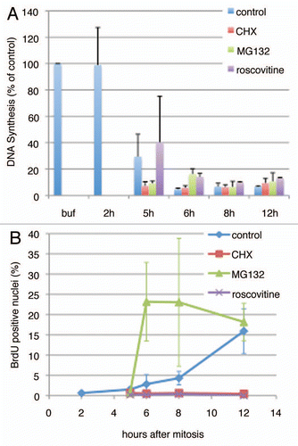 Figure 6 Drug effect on late G1 licensing inhibition. (A) Step 1 of the licensing assay was carried out mixing high-speed Xenopus extract at a 1:3 ratio with either Buffer (Buf) or soluble extracts from CHO cells synchronized at the indicated times after mitosis. Cells were treated with the indicated inhibitors (cycloheximide, CHX 50 µg/ml; MG132, 10 µM; roscovitine, 40 µM) starting from 2 hours after mitosis. Shown are the average of two independent assays and the standard deviation. (B) Progression into S phase for each of the CHO cell cultures used to prepare extracts in (A) was monitored by BrdU pulse labeling as in Figure 5C.