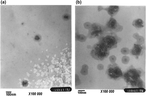 Figure 3. TEM pictures of cationic starch encapsulated hemoglobin without metal spraying under the multiple of 10 × 105. Cationic starch encapsulated bovine hemoglobin were dispersed in PBS solution and respectively dropped (a) immediately and (b) 1 h later on carbon support film.