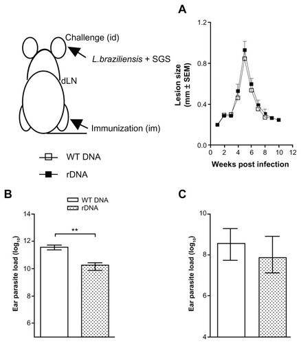 Figure 4 Lesion development and parasite load in mice immunized with a plasmid DNA encoding KMP-11, following a live challenge with parasites.Notes: BALB/c mice were immunized with nonrecombinant pcDNA3 (open bars) or with pcDNA3-KMP-11 (closed bars), as described. Two weeks after the last immunization, mice were infected in the ear dermis with Leishmania braziliensis + salivary gland sonicate. The course of lesion development was monitored weekly (A), parasite load in the ear (B), and in draining lymph nodes (C) was determined 5 weeks following infection. Data are presented as the mean ± standard error and are from two independent experiments. **P < 0.01.Abbreviations: KMP-11, kinetoplastid membrane protein-11; SGS, salivary gland sonicate.