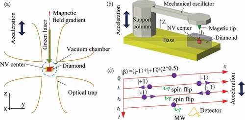 Figure 5. Spin-oscillator coupling acceleration sensing scheme based on NV center with (a)the optical tweezer or (b)the cantilever [Citation24,Citation65,Citation98]. (c) The free-flight acceleration sensing scheme using a Ramsey interferometer facilitates the possibility of realizing a larger superposition. The spin superposition creation, the spin states flipping (at times t1 and t2) and wave packet mergence (at time t3) are controlled by microwave pulses [Citation99,Citation100].