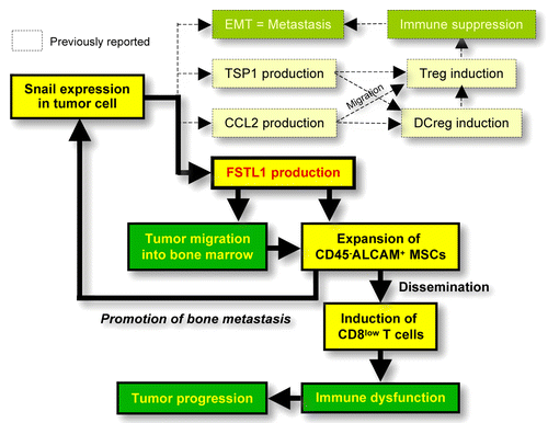 Figure 1. Mechanisms of FSTL1-induced bone metastases. Follistatin-like 1 (FSTL1) is the third player in snail family zinc finger 1 (SNAI1)-induced immune evasion after thrombospondin 1 (THBS1, also known as TSP1) and chemokine (C-C motif) ligand 2 (CCL2), which we previously found to promote immunosuppression.