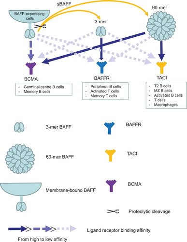 Figure 1. Different B-cell activating factor (BAFF) subsets differentially bind their receptors. BAFF, produced by many cells, exists either as membrane form or soluble form (soluble BAFF; sBAFF) after proteolytic cleavage. After oligomerization, sBAFF is either a 3-mer or 60-mer. BAFF can interact with BAFF receptor (BAFFR), transmembrane activator and calcium modulator and cyclophilin ligand interactor (TACI) or B-cell maturation antigen (BCMA); however, 3-mer BAFF binds preferentially to BAFFR whilst TACI and 60-mer BAFF binds predominately to TACI and BCMA. Membrane-bound BAFF seems to have preferential binding to BCMA compared to BAFFR and TACI.