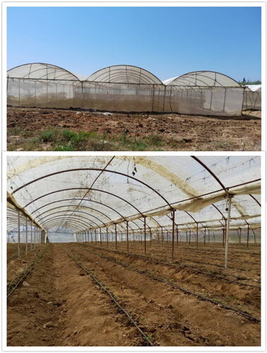 Figure 2. Typical agricultural greenhouse covering materials in Syria.