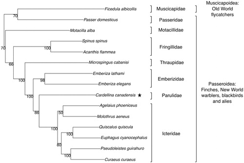 Figure 1. Phylogenetic relationships among species in the Order Passeriformes inferred from complete mitochondrial genome sequences. The genome sequence accession numbers are as follows: Acanthis flammea (KR422696), Agelaius phoeniceus (JX516062), Cardellina canadensis (MK033135), Spinus spinus (HQ915866), Curaeus curaeus (JX516070), Emberiza elegans (KJ813903), Euphagus cyanocephalus (JX516072), Ficedula albicollis (NC_021621), Emberiza lathami (KX702277), Molothrus aeneus (JX516067), Motacilla alba (KT736087), Passer domesticus (CM004555), Microspingus cabanisi (KT272189), Pseudoleistes guirahuro (JX516071), Quiscalus quiscula (JX516064).