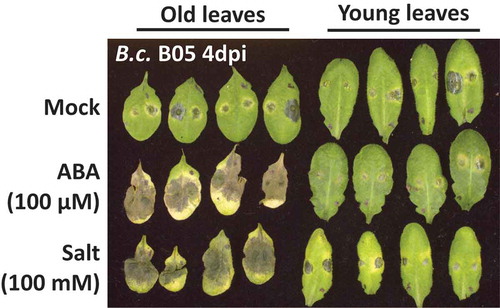 Figure 1. Impact of leaf age-dependent stress signaling crosstalk on leaf immune responses against Botrytis cinerea strain B05 (B.c. B05, 2 μL of 2.5 × 105 spores mL−1) in Arabidopsis Col-0 plants treated with control (water), 200 µM ABA or 100 mM salt. Pictures were taken four days after pathogen infection (4dpi) .