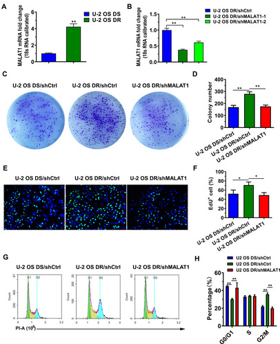 Figure 2 Changes in MALAT-1 expression and the proliferation in U-2OS cells. (A) MALAT-1 expression upregulated in doxorubicin-resistant U-2OS cells. (B) Target-1 (U-2OS DR/shMALAT1-1) demonstrated a higher efficiency than Target-2 (U-2OS DR/shMALAT1-2) in downregulating MALAT-1 expression in doxorubicin-resistant U-2OS cells. (C and D) The doxorubicin-resistant U-2OS osteosarcoma cells displayed more colonies than other cells. (E and F) EdU assay showed that more EdU positive cells in doxorubicin-resistant cells. (G and H) The percentage of cells in the G2/M phase decreased and that in the G1 phase increased while downregulating MALAT-1 in the doxorubicin-resistant U-2OS cells.