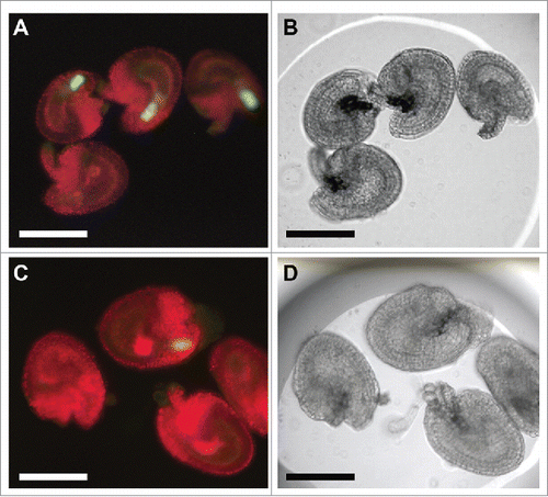 Figure 1. The ovule enlargement phenomenon by in-vitro POEM assay. (A) Ovules with MYB98::GFP synergid cell marker before pollen tube insertion. These ovules were not enlarged 2 d after incubation because no PTC was released into ovules. MYB98::GFP expression is evidence that the ovules have no PTC. One ovule is lacking the GFP signal because the ovule was damaged in the synergid cells due to a dissection error. (B) Bright field image of (A). (C) Ovules after pollen tube insertion. These ovules were enlarged 2 d after incubation. No MYB98::GFP expression is evidence that the ovules accept pollen tubes and PTC into the female gametophyte. (D) Bright field image of (C). Bars, 100 μm. The liquid medium for in vitro ovule culture contained the Nitsch basal salt mixture, 5% trehalose dihydrate, 0.05% MES-KOH, and 1 × Gamborg's vitamin solution.Citation20