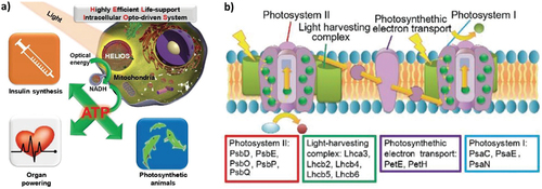 Figure 8. Schematic of HELIOS. (a) Isolating the plant photosystem. (b) The assembly into a nanoparticle, through the conversion of optical energy to ATP chemical energy to power cells. Reproduced from Ref [Citation106]. With permission from John Wiley and Sons.