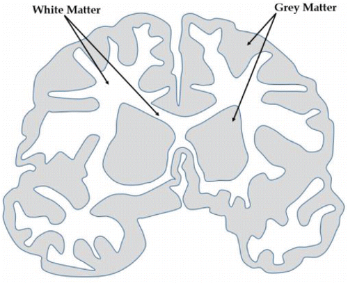 Figure 1. Cross section of a brain showing grey and white matter.