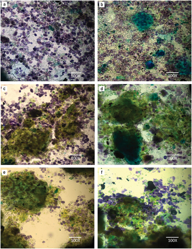 Figure 1. Bright field microscopy of : (a) RMBF, (b) GMBF, (c) RMBF Saccharomyces cerevisiae MK-157, (d) GMBF S. cerevisae MK-157, (e) RMBF Lactobacillus sp. E14, and (f) GMBF Lactobacillus sp. E14.