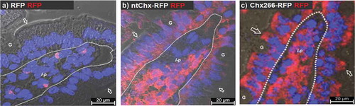 Figure 3. Cholix domain I is sufficient for A→B transcytosis. Immunofluorescence microscopy was performed on rat jejunum at 30-min after intraluminal injection of (a) red fluorescent protein (RFP) or (b) ntChx genetically conjoined to RFP (ntChx-RFP) or (c) cholix truncated amino acid 266 (domain I) and conjoined to RFP (Chx266-RFP). Arrow = luminal (apical) epithelial membrane; dashed line = epithelial cell-basement membrane demarcation; G = goblet cell; l-p = lamina propria. Nuclei stained with 4′,6-diamidino-2-phenylindole (DAPI; blue).