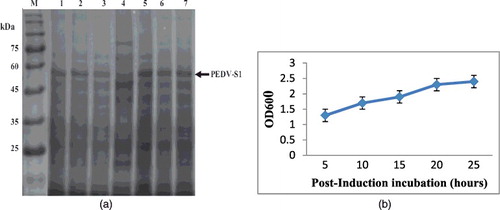 Figure 7. (a) Effect of post-induced incubation on the expression of PEDV-S1. After induction, E. coli culture expressing PEDV-S1 was incubated at 37 °C. Aliquot of culture was removed at different time intervals. Soluble protein was extracted and analyzed on SDS-PAGE. The yield of soluble camel protein remained same up to 24 h of incubation. (b) Post-induction incubation vs. growth in the shake flask culture. The growth of induced culture increases with time but the growth was ceased after 5 h of incubation, resulting in no further increase in biomass after 5 h of post-induction incubation.