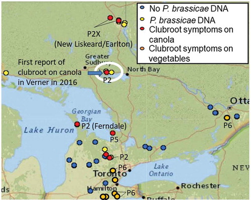 Fig. 2 Map of canola and brassica vegetable fields in Ontario surveyed for clubroot symptoms and presence of the pathogen in soil in 2017. Fields where the pathotype (P) of P. brassicae was identified are indicated. The field where clubroot was first reported on canola in Ontario in 2016 is circled