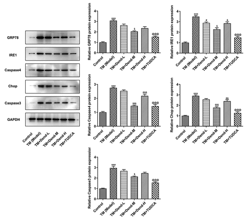 Figure 3. Assessment of endoplasmic reticulum stress-related proteins levels following treatment with dendrobine. Results of western blot analysis of GRP78, Ire1, caspase-4, CHOP and caspase3 expression. GRP78, 78-kDa glucose-regulated protein; Ire1, inositol-requiring enzyme 1; CHOP, C/EBP homologous protein. ***P < 0.001 Vs Control, #P < 0.05 Vs TM (Model), $P < 0.05, $$$P < 0.001 or Vs TM+Dend-L, &P < 0.05, &&P < 0.01 or &&&P < 0.001 Vs TM+Dend-M, @@@P < 0.01 VS TM (Model)