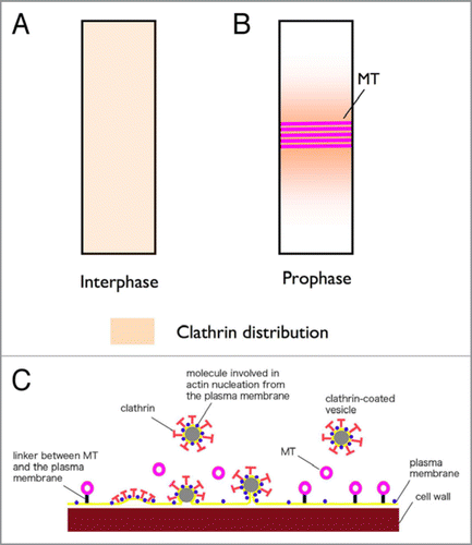 Figure 1 Schematic diagrams showing the formation of clathrin-coated pits and vesicles in the region of PPB MT s. (A and B) Longitudinal views of an interphase (A) and a prophase (B) epidermal cell, and the differences in distribution of cortical clathrin molecules inI such cells. Clathrin molecules are distributed evenly over the surface of interphase cells (A), but concentrated around the PPBs of prophase cells (B). (C) A magnified cross sectional view of the PPB. This model postulates that the function of the endocytic activity at the PPB might be the removal of actin-nucleating/binding proteins from these plasma membrane domains, to create the characteristic actin filament-depleted regions of PPBs.