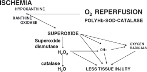 Figure 16. In conditions like severe sustained hemorrhagic shock, stroke, myocardial infarction and organ transplantation, reperfusion with polyhemoglobin can sometimes result in oxygen radicals that causes tissue injury. PolyHb-CAT-SOD can supply oxygen and at the same time significantly lower any oxygen radicals formed.