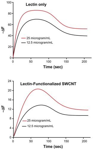 Figure 7 Sensorgrams illustrating the binding profile of HPA-FITC and HPA-lectin-SWCNTs to MCF-7 cells grown on a biosensor chip surface. The association (85 second) and dissociation (165 second) phases were monitored giving a change in the resonance frequency (ΔF) as the lectin interacted with the surface of the MCF-7 cells on the chip surface. The lectin interaction with MCF-7 cells was investigated at 12.5 μg/mL and 25 μg/mL as shown, using HPA alone and HPA-lectin-SWCNTs. The flow rate was maintained at 25 μL/min, and the temperature was 22°C. The binding profile for native HPA was comparable to the profile obtained for HPA-lectin-SWCNTs, indicating that the conjugation process did not affect the rate of epitope binding by the lectin.Abbreviations: FITC, fluorescein isothiocyanate; HPA, Helix pomatia agglutinin; SWCNT, single-walled carbon nanotube.