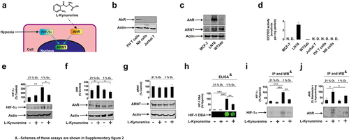 Figure 1. LKU induces competition between HIF-1α and AhR for the nuclear translocator. (a) We investigated whether LKU could induce a competition between AhR and HIF-1α for ARNT. (b) AhR levels were compared in primary human CD3-positive T cells, primary human NK cells and Jurkat T cells by Western blot analysis. (c) Expression levels of AhR and ARNT were compared in various cancer cell lines including MCF-7, LN18 and WT3ab. (d) IDO/TDO activity was measured as outlined in Materials and Methods in the cell lines and primary cells described above. (e) MCF-7 cells were exposed to 50 µM LKU under normal (21%) and low (1%) oxygen availability. HIF-1α protein levels, as well as levels of AhR (f) and ARNT (g) were measured in nuclear extracts by Western blot analysis. HIF-1 DNA-binding activity was also analyzed using ELISA-based approach (h). ARNT was immunoprecipitated and proteins bound to it were extracted as outlined in Materials and Methods followed by Western blot detection of HIF-1α (i) and AhR (j). Images are from one experiment representative of four which gave similar results. Quantitative data are shown as mean values ± SEM of four independent experiments. *p < 0.05 and **p < 0.01 between indicated events.