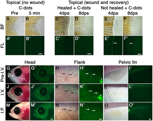 Figure 1. C-dots binding to adult ossified tissue. (A, B) Bright field (BF; A, B) and fluorescent (FL; A’, B’) images of caudal fins before (A, A’) and 5 min after (B, B’) cutaneous exposure of C-dots to skin (2 min; 2 µg/ml). (C, D) Similar to B, cutaneous exposure of C-dots to a healed wound 4 and 8 days post amputation (dpa) does not label local bones. (E, F) Cutaneous exposure of caudal fins to C-dots immediately after amputation resulted in bone labeling at the wound site (E, E’; green fluorescence; white arrow). Four days later, C-dots can be observed in bone tissue at the wound site, but not in new bone tissue (F, F’). (G–I) Images of head, flank and pelvic fin of fish prior to intravascular injection (Pre-I.V.) of C-dots under reflected bright field and epi-fluorescent illumination. Thick tissues naturally display a low level of background fluorescence. (J–L) Intravascular injection (I.V.) of C-dots resulted in fluorescent labeling of ossified tissue 1 h after injection. (M–O) Intraperitoneal injection (I.P.) of C-dots also resulted in fluorescent labeling of bones 1 h after injection. n = 6 fish per experimental condition, in two independent experiments. Fish are positioned anterior to the left and dorsal to the top. In flank images, arrows indicate ribs and asterisks nonspecific gut autofluorescence. Day post amputation is indicated as dpa. Scale bars are 500 µm.