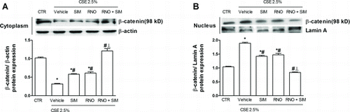 Figure 7.  Effects of roflumilast N-oxide and simvastatin on cigarette smoke extract (CSE)-induced β-catenin nuclear translocation. WD-HBEC were pre-incubated with RNO (2 nM), SIM (100 nM) or their combination for 30 minutes and then exposed to CSE (2.5%) over 60 min. Cells were lysed and (A) cytoplasmic or (B) nuclear protein were detected using a β-catenin antibody as detailed in Methods. A representative Western blot as well as results from densitometric evaluations against β-actin (cytoplasma) or lamin A (nucleus) are shown. Means ± SEM of n = 3 independent experiments per condition. One-way ANOVA followed by post hoc Bonferroni tests. *p < 0.05 related to vehicle controls; #p < 0.05 related to CSE. *# p < 0.05 related to RNO and SIM alone. CTR: control.