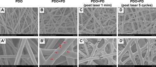 Figure 2 Morphological changes in PDO nanofiber device.Notes: (A) PDO nanofiber. (B) PDO+PD. (C) PDO+PD after laser irradiation for 60 seconds. (D) PDO+PD after five cycles of laser irradiation at 60 seconds per cycle. (A1) The smooth surface of PDO. (B1) PDO+PD surface with visible particles finely distributed and marked with red arrow. (C1) PDO+PD shows a gross surface of nanofiber with minimal fused intersections after 60 seconds of laser irradiation. (D1) PDO+PD fiber surface with most of the intersection fused.Abbreviations: PD, polydopamine; PDO, polydioxanone.
