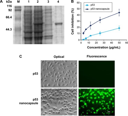 Figure 5 The nanocapsules containing p53-induced cell apoptosis.Notes: (A) p53 protein expression analyzed by SDS–PAGE. M, protein molecular weight markers; Lane 1, uninduced Escherichia coli harboring pET-28a/p53; Lane 2, the supernatant; Lane 3, the precipitate of induced E. coli harboring pET-28a/p53; Lane 4, purified p53. (B) Growth inhibition rate (%) of Hela cells after treatment with different concentrations of p53 or p53 nanocapsules. The inhibition rate (%) was calculated as the value of (sample – blank)/(control – blank). The cultured cells without any treatment were used as the control and the culture well without cells as the blank. The data were expressed as mean ± SEM (n%4). (C) Hela cells were treated with 50 μg/mL p53 or p53 nanocapsules and observed under optical and fluorescence microscope. Scale bar 20 μm.Abbreviations: SDA–PAGE, sodium dodecyl sulfate–polyacrylamide gel electrophoresis; SEM, standard error of mean.