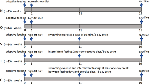 Figure 1 Experimental procedure. N, normal control group; O, obesity control group; S, obesity+swimming exercise group; I, obesity+intermittent fasting group; C, obesity+swimming combined with intermittent fasting group.
