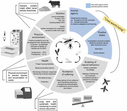 Figure 1. A pragmatic approach to insect welfare focusing on the black soldier fly and the house fly, combining traditional animal welfare criteria with positive welfare and animal agency.