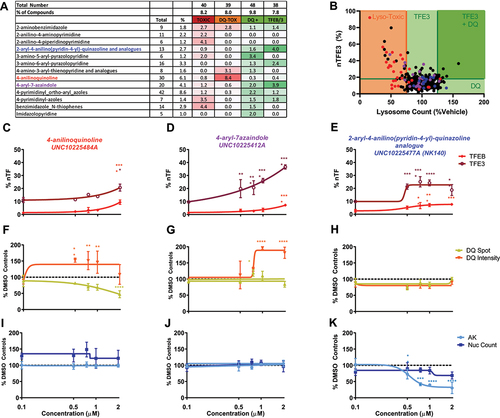 Figure 3. Patterns of activity enriched within identified chemotypes. (A) Chemotypes showing enrichment >2 against a particular biological output. The “2-aryl-4-anilino(pyridine-4-yl)-quinazoline and analogs” chemotype (blue) is enriched for TFEB and TFE3 translocation hits, “4-anilinoquinoline” chemotype (red) is enriched for lysosomal toxicity and the “4-aryl-azaindole” chemotype (purple) is enriched for both TFEB and TFE3 translocation and increased lysosome activity. (B) Correlation between %nTFE3 translocation and lysosome function is often associated with reduced lysosome function indicated by reduced lysosome count, particularly noticeable in the “4-anilinoquinoline” chemotype (red). (C-E) % nTF indicates the nuclear TFEB and TFE3 translocation, (F-H) DQ Red BSA degradation and (I-K) AK and nuclear count for toxicity were measured after SH-SY5Y cells were exposed to increasing concentrations of compound for 24 h (n = 1 due to compound availability; error bars = s.d.). (C, F, I) The compound UNC10225484A of the “4-anilinoquinoline chemotype” shows a modest TFEB and 3 translocation at 2 µM but a correlated drop in DQ Red BSA spot count with no indication of cellular toxicity. (D, G, J) The compound UNC10225412A of the “4-aryl-azaindole” chemotype shows strong TFE3 translocation and an increase in DQ Red BSA intensity with no toxicity. (E, H, K) The compound UNC10225477A of the “2-aryl-4-anilino(pyridine-4-yl)-quinazoline and analogs” chemotype shows modest TFEB and TFE3 translocation with no increases in DQ Red BSA intensity or cellular toxicity. AK is reduced, suggesting either decreased cell death or off-target inhibition of AK enzyme. n = 1 for all above assays, mean ±s.d. *p < 0.05, **p < 0.01, *** p < 0.001, **** p < 0.0001 Two-way ANOVA with Dunnett’s multiple comparisons test.