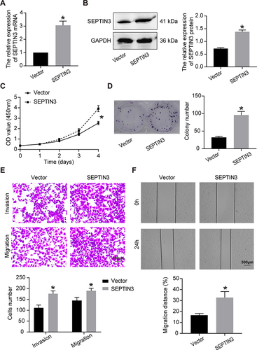 Figure 3 Overexpression of SEPT facilitated the progression of TNBC cells. (A) qRT-PCR and (B) Western blot showing overexpressed efficiency of SEPTIN3 in BT-549 cells. (C) CCK8 cell proliferation curve. (D) Clonogenic assay. (E) Transwell migration assay. (F) Transwell migration assay. *P<0.05.