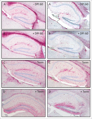 FIGURE 10. GFAP staining in the hippocampus of groups E (left column) and D (right column) at 60 d post inoculation (DPI) and at terminal disease in CWD negative (−) and positive (+) TG12 mice (4X magnification).