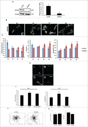 Figure 7. The depletion of ERK3 protein induces an increasing in spread area and elongation ratio. (A) ERK3 was knocked down in MDA-MB-231 cells. For control LUC protein was knocked down (see material and methods) (B) MDA-MB-231 cells were seeded onto collagen I coverslips for the following time course 2, 4, 6, 8 hours and were fixed and stained with TRITC-phalloidin to show F-actin and Dapi. Cells were imaged by Time-lapse microscopy. (C) Cell spread area, perimeter and elongation ratio were calculated using ImageJ (NIH) software. The results shown are mean ± s.e.m of over 30 cells from each population in three separate experiments. Statistical significance was analyzed using the student test, *P ≤ 0 .05 and **P ≤ 0 .005. Scale bar: 10 μm. (D) LUCKD, ERK3KD and ERK3KD cells transfected to express Flag-zfERK3 (Flag-zfERK3-ERK3KD) were seeded onto collagen I coverslips for 8 hours, fixed and stained with TRITC-phalloidin to show F-actin, Dapi and Flag tag as required. (E) Cell spread area and elongation ratio of LUCKD, ERK3KD and Flag-zfERK3-ERK3KD were calculated using ImageJ (NIH) software. The results shown are mean ± s.e.m of over 30 cells from each population in three separate experiments. Statistical significance was analyzed using the student test, *P ≤ 0 .05 and ***P ≤ 0 .0005. Scale bar: 10μm. (F) LUCKD and ERK3KD cells were seeded on collagen I wells and cell images collected for 16 hours using AQM acquisition software. Cell track plots for LUCKD and ERK3KD cells with all tracked plotted from 0,0 are illustrated (G) Individual cells were tracked and the mean migration speed and persistence of direction was calculated using in house MathematicaTM software.