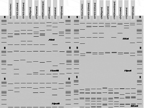 Fig. 2 Virtual RFLP generated from in silico digestion of the R16F2n/R2 sequences of the CILY phytoplasma and representatives from 16SrIV and 16SrXXII phytoplasma groups with AluI, BfaI, HaeIII, HpaI, HpaII and MseI. MW: phiX174DNA-HaeIII digest DNA molecular weight marker. Lane 1: CILY(Cote d’Ivoire)-16SrXXII-B (KC999037); Lane 2: CSPWD(Ghana)-16SrXXII (JQ868442); Lane 3: CSPWD(Ghana)-16SrXXII (Y13912); Lane 4: LDN(Nigeria)-16SrXXII-A (Y14175); Lane 5: LDT(Tanzania)-16SrXXII-C (FJ217385); Lane 6: LYM(Mozambique)-16SrXXII (EU549768); Lane 7: LDY(Yucatan)-16SrIV-B (U18753); Lane 8: LYJ(Jamaica)-16SrIV-A (JX560537); Lane 9: TPPD(Florida)-16SrIVD (AF434989).