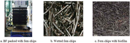 Figure 2. Experimental biotrickling filter (BF) and fern chips.