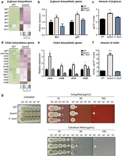 Figure 5. Effect of SscA on key conidial wall components in Aspergillus fumigatus. (a) Heatmap showing the DEGs among β-glucan biosynthetic genes in WT and ΔsscA conidia. (b) The relative mRNA expression levels of major β-glucan biosynthetic genes (fksA and gelA) in WT, ΔsscA, and Cʹ sscA conidia as assessed by RT-qPCR (*p < 0.05). (c) Amount of β-glucan in conidia of WT, ΔsscA, and Cʹ sscA strains (**p < 0.01). (d) Heatmap showing the DEGs among chitin biosynthetic genes in WT and ΔsscA conidia. (e) The relative mRNA expression levels of four chitin biosynthetic genes (chsA, chsB, chsC, and chsE) in WT, ΔsscA, and Cʹ sscA conidia as assessed by RT-PCR (*p < 0.05). (f) Amount of chitin in conidia of WT, ΔsscA, and Cʹ sscA strains (***p < 0.001). (g) Sensitivity of the designated strains to cell wall disturbing agents. The error bars indicate the standard error of the mean in three biological replicates.