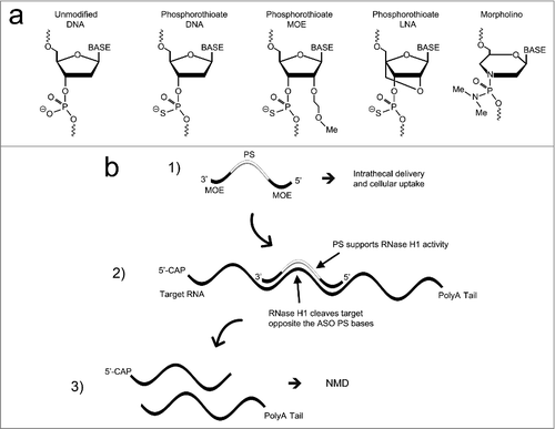 Figure 2. ASO modifications and action of ASOs supporting RNase H1 activity. a) Commonly used ASO modifications. b) Typical action of an ASO supporting RNase H1 activity. The structure of the gapmer ASO is shown, where all positions are phosphorothioate (PS) modified and 5 bp on each flank are also 2′-MOE modified. Following cellular uptake the ASO engages the target and RNase H1 is recruited and cleaves the RNA target opposite of the PS ASO bps. The cleaved RNAs are then eliminated by nonsense mediated decay (NMD).